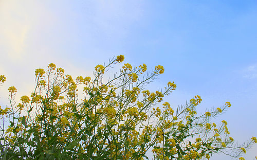 Gele bloemen met blauwe lucht