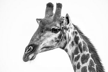 Giraffe close-up  by Jack Koning
