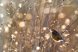Dorngrasmücke, Cisticola juncidis