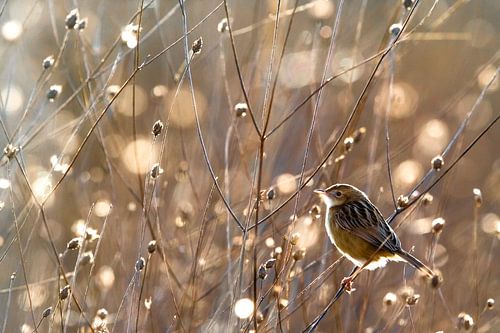 Zitting Cisticola, Cisticola juncidis