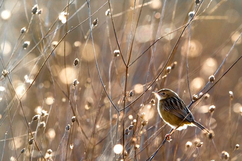 Dorngrasmücke, Cisticola juncidis von AGAMI Photo Agency