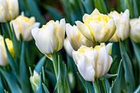 Blumenwiese mit weißen Fosteriana Tulpen Sweetheart