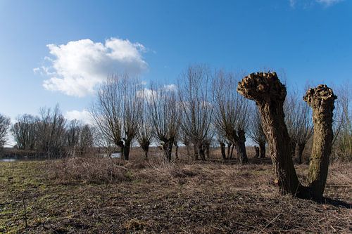 Knotwilgen in Nederlands winterlandschap
