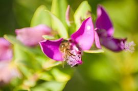 Flower purple with green