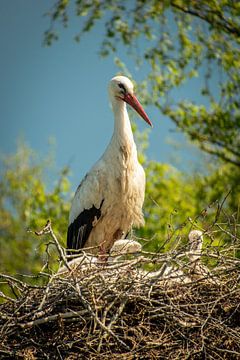 Stork guarding nest with young by Hylke Heidstra