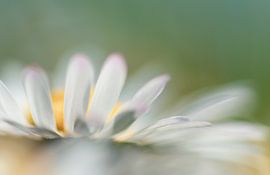 daisy by Hennie Zeij