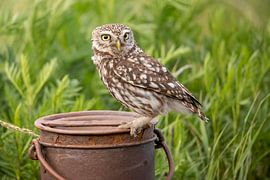 Chouette, Athènes Noctua
