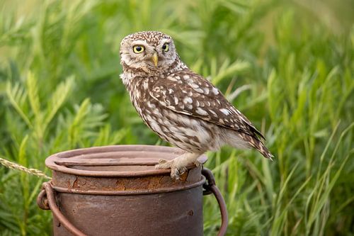 Steenuil, Athene Noctua