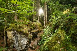 Mystischer Wald