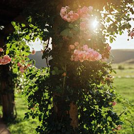 Unwind in Tuscany by Pieter Wolthoorn