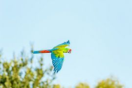 Soldatenara in vlucht!