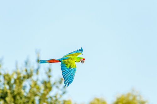 Soldatenara in vlucht!