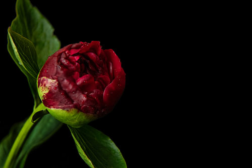 Rouge Poise