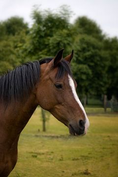 pretty horse