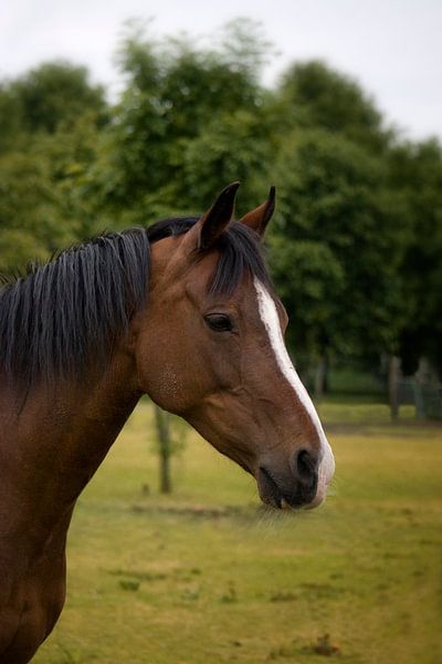 pretty horse by foto-fantasie foto-fantasie