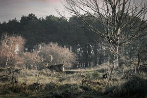 Een rendier bij de Amsterdamse waterleidingduinen van Steven Dijkshoorn