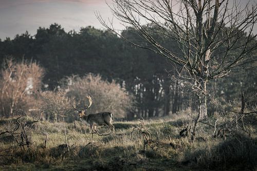 Een rendier bij de Amsterdamse waterleidingduinen