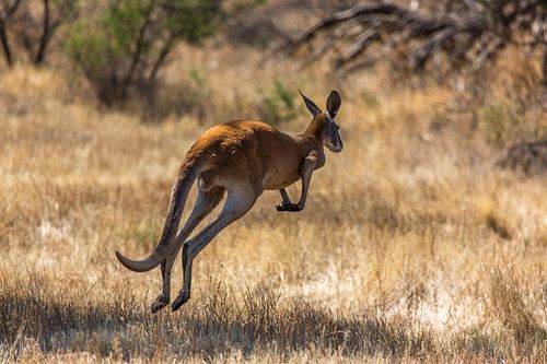 Hopping kangaroo