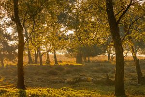 Zonsopkomst in het bos van Diane van Veen