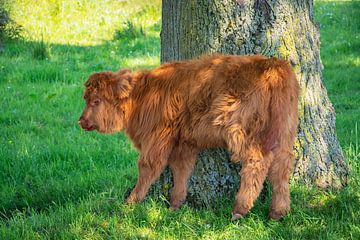 Calf of a Scottish Highlander scratches against a tree