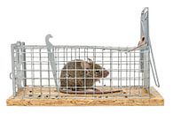 Small mouse sits trapped in a trap of wire against blurred backgroundround isolated on white by Hans-Jürgen Janda thumbnail