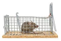 Small mouse sits trapped in a trap of wire against blurred backgroundround isolated on white