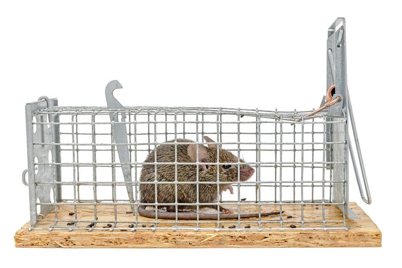 Small mouse sits trapped in a trap of wire against blurred backgroundround isolated on white by Hans-Jürgen Janda