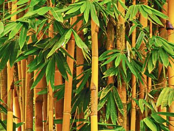 'Bamboe Gordijn'