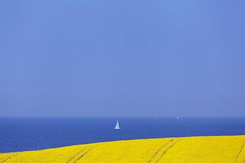 Rapeseed field by the Baltic Sea