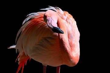 Flamingo Pose van Martin Mol