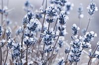 lavendel