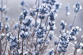 Lavendel von Violetta Honkisz