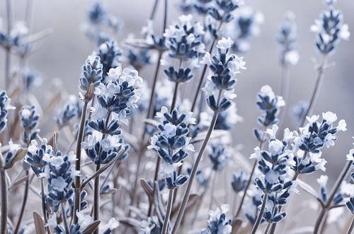 lavendel van Violetta Honkisz