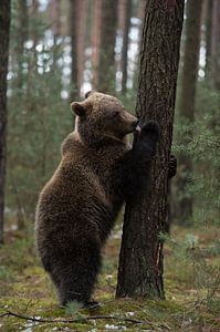 Junger Bär, Braunbär ( Europäischer Braunbär, Ursus arctos ) leckt sich auf den Hinterpfoten stehend von wunderbare Erde