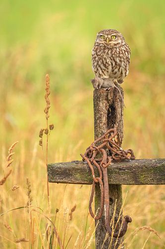 Chouette chevêche avec une proie sur une clôture dans le pré
