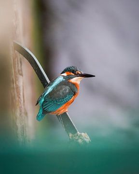 kingfisher against the quay wall by Tom Zwerver