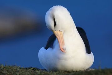 Zwart-geblauwde albatros ( Thalassarche melanophris ) of Mollymawk van Frank Fichtmüller