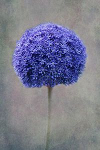 blue Allium von Claudia Moeckel