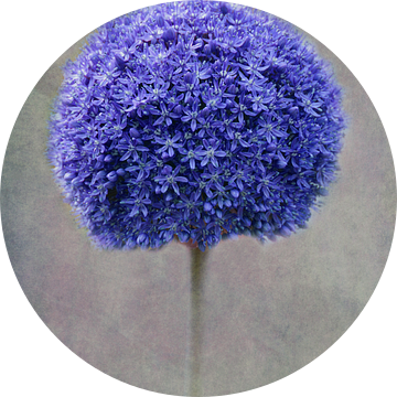 blauw Allium van Claudia Moeckel