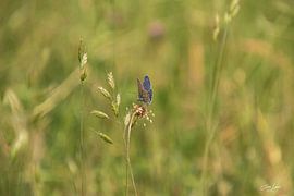 Schmetterling von Clive Lynes