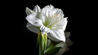 Hippeastrum