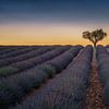 Lavender field in Provence by Toon van den Einde