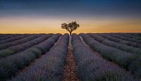 Lavendel veld in de Provence van Toon van den Einde thumbnail