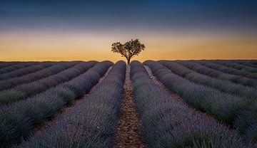 Lavender field in Provence by Toon van den Einde