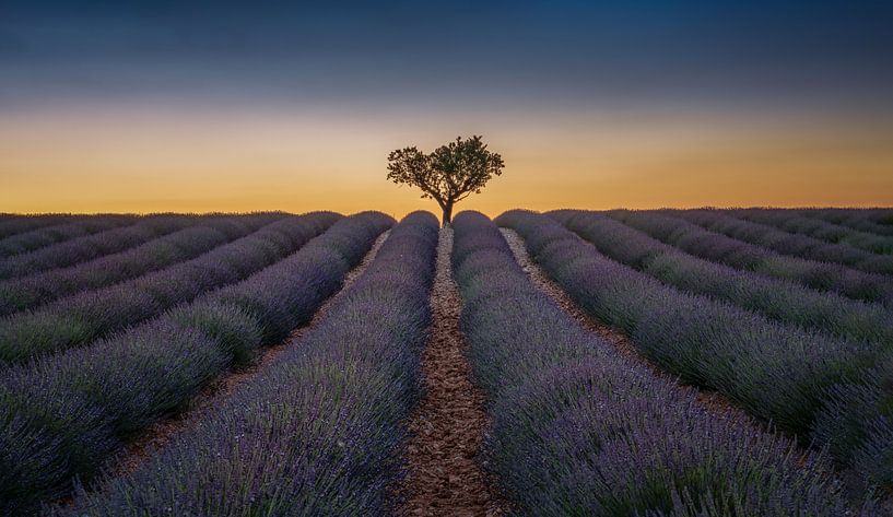 Lavendel veld in de Provence van Toon van den Einde