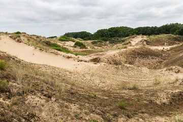 Düne du Peroquet von Werner Lerooy