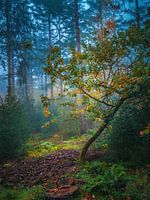 herfst mist