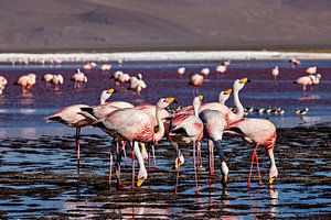 Die Flamingos der Laguna Colorada