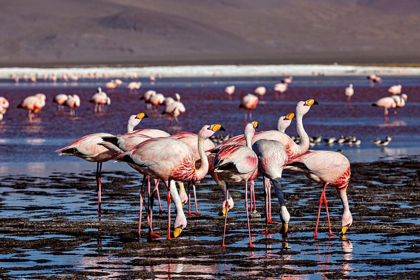 The flamingos of Laguna Colorada by Roland Brack