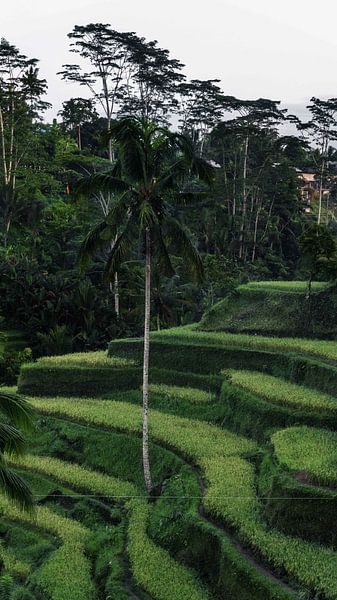 Bali by Hello Pompoyo